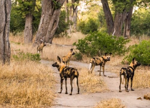 Adventurous Safari in Moremi and Okavango