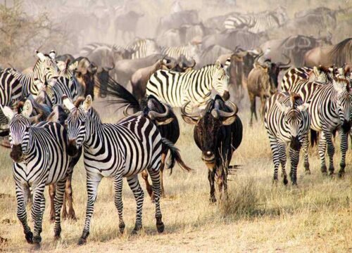 Classic Tanzania Safari