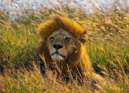 Classic East African Safari Tour