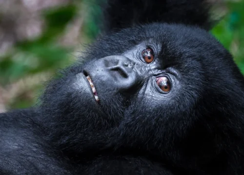 Gorilla Trekking & Great Migration Tour