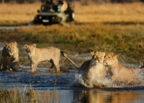 Botswana’s Best of Safari Adventure Tour