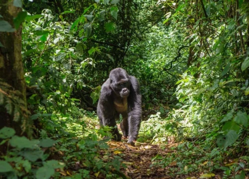 Rwanda, Kenya & Tanzania Jungle Plains & Island Tour