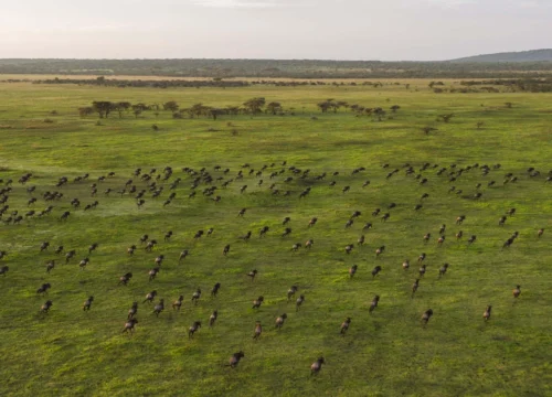 Safari Wonders Classic Serengeti & Ngorongoro Safari