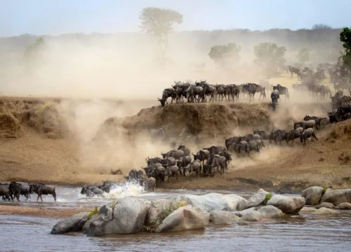 A Pristine East African Safari Tour