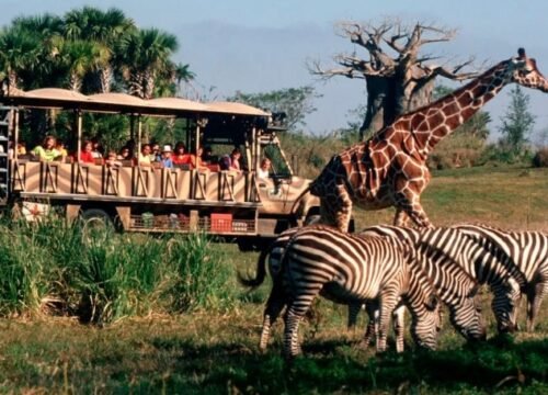 Mount Kilimanjaro National Park Safari