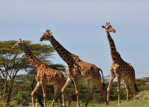 Mikumi National Park Safari