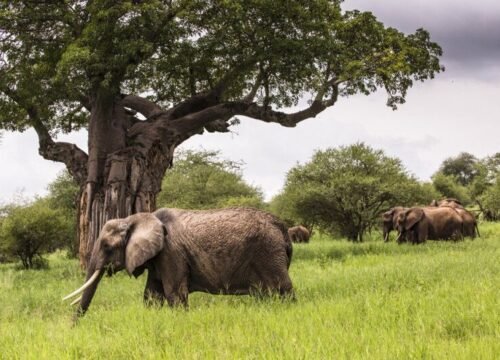 Tarangire National Park Safari
