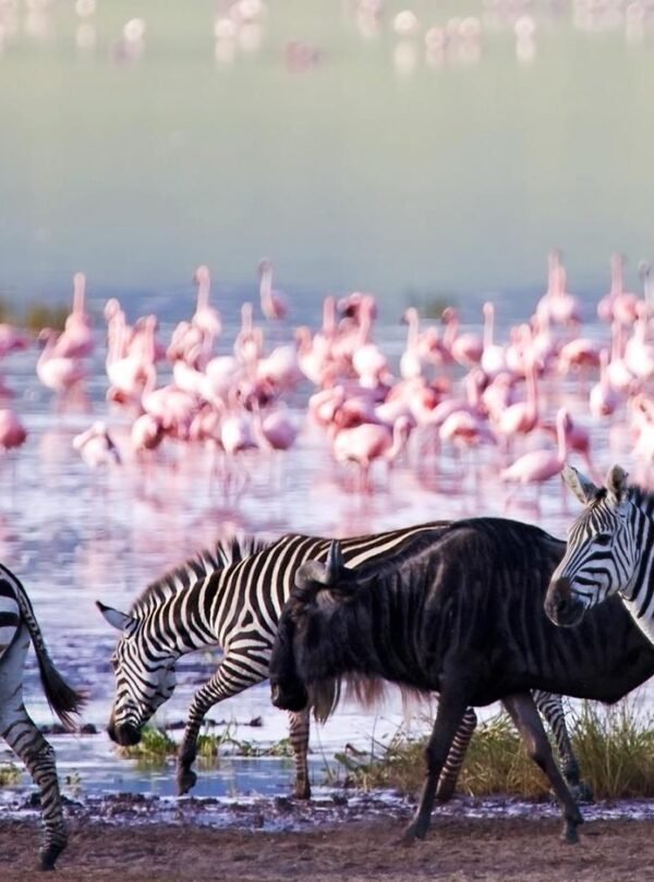 MAIN-Classic Northern Tanzania-Ngorongoro Crater