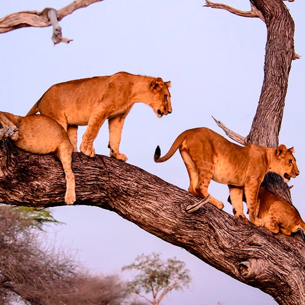PARK-LAKE-MANYARA-NATIONAL-PARK