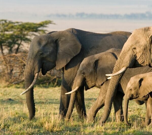 Large-Group-of-African-elephants-in-the-wild-1128748845.jpg